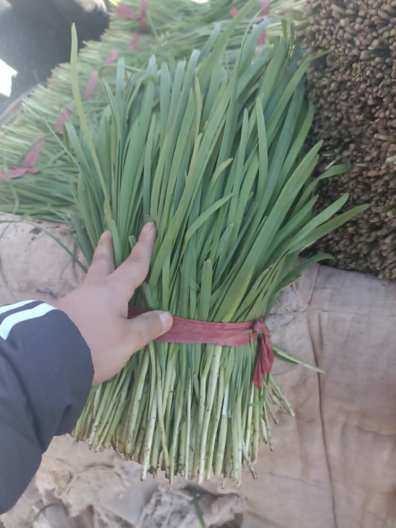 精品二刀韭菜，量大从优，无白尖，无黄叶，杆挺