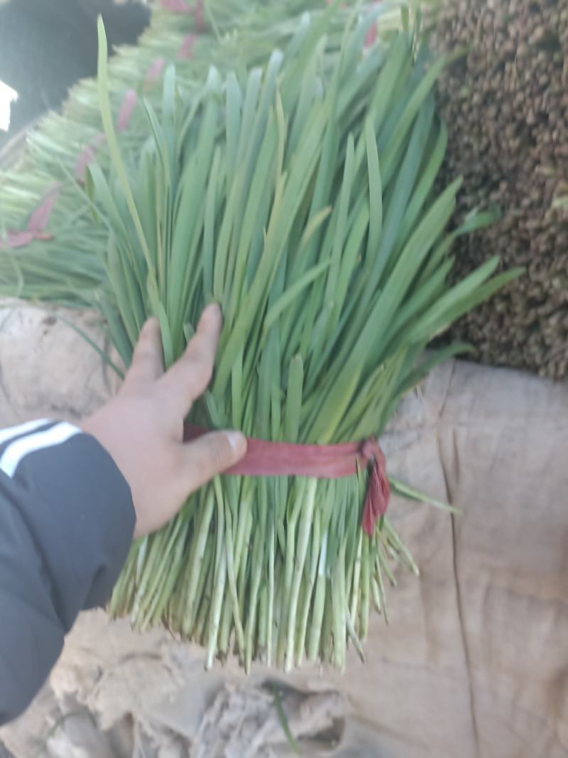精品二刀韭菜，量大从优，无白尖，无黄叶，杆挺