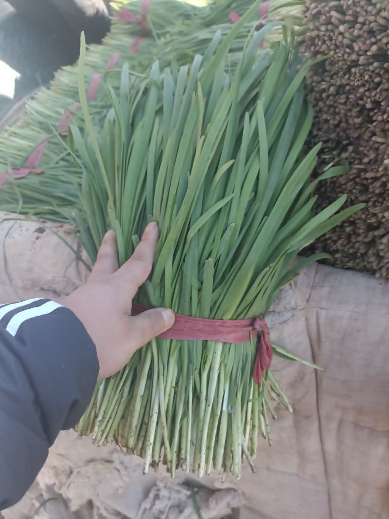 精品二刀韭菜，量大从优，无白尖，无黄叶，杆挺