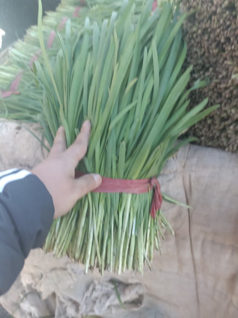 精品二刀韭菜，量大从优，无白尖，无黄叶，杆挺