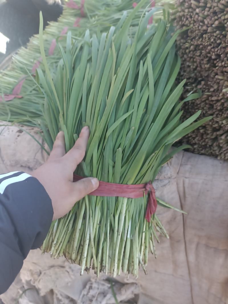 精品二刀韭菜，量大从优，无白尖，无黄叶，杆挺