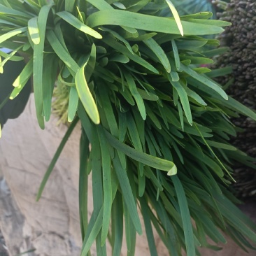 精品二刀韭菜，量大从优，无白尖，无黄叶，杆挺