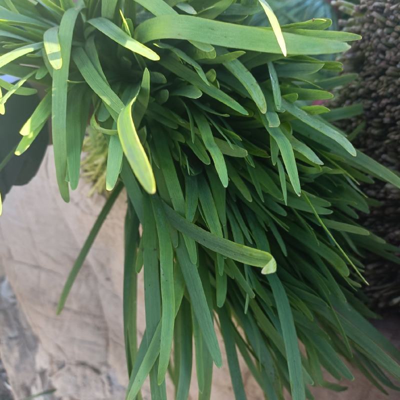 精品二刀韭菜，量大从优，无白尖，无黄叶，杆挺