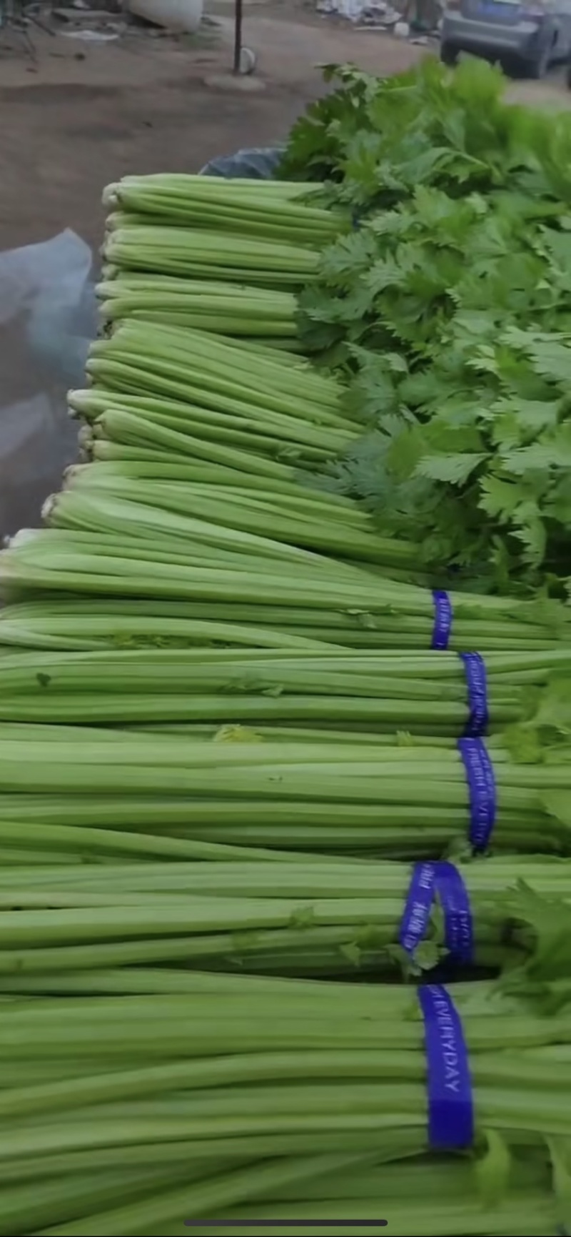 大棚鲜菜净菜上车精品小把