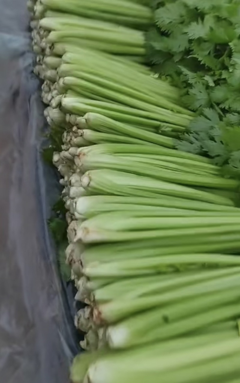 大棚鲜菜净菜上车精品小把