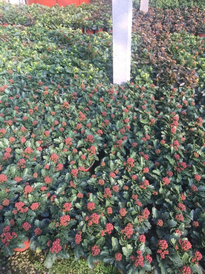 长寿花自产自销长寿花农户直销。20万低价处理。