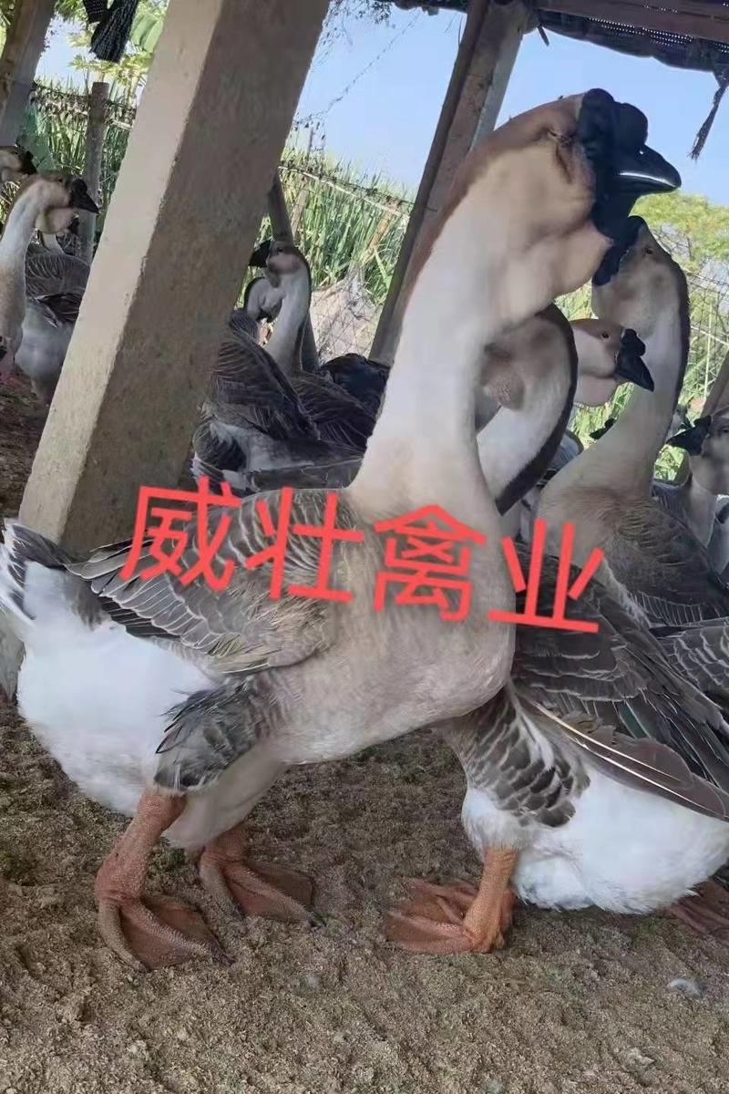 【推荐】广西乡塘特大种狮头鹅苗常年供应优质鹅苗货源稳定