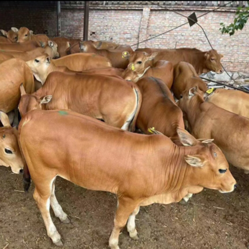 【肉牛】鲁西黄牛现货出售包成活包运输技术指买十送一