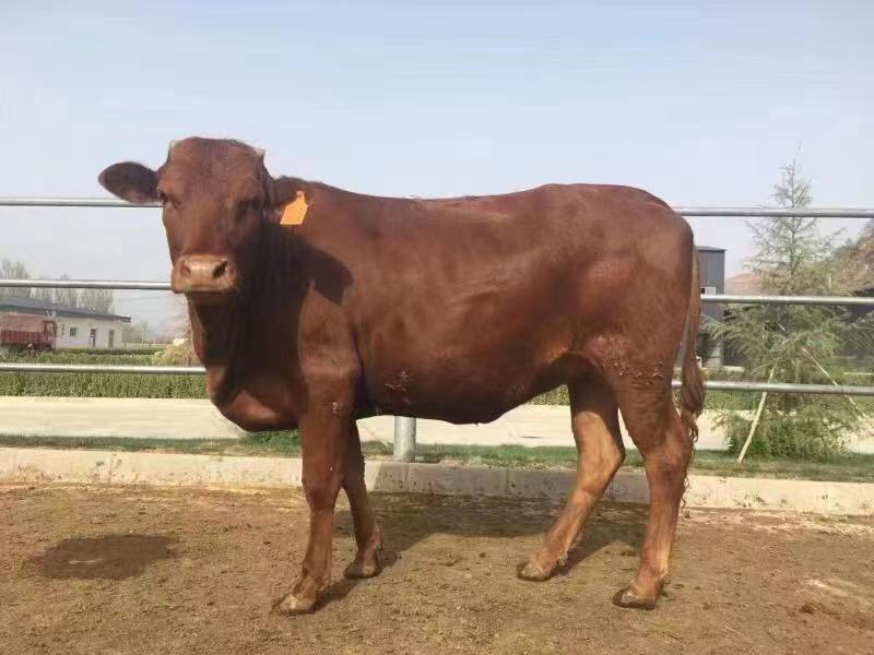 【肉牛】鲁西黄牛现货出售包成活包运输技术指买十送一