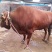 【肉牛】鲁西黄牛现货出售包成活包运输技术指买十送一