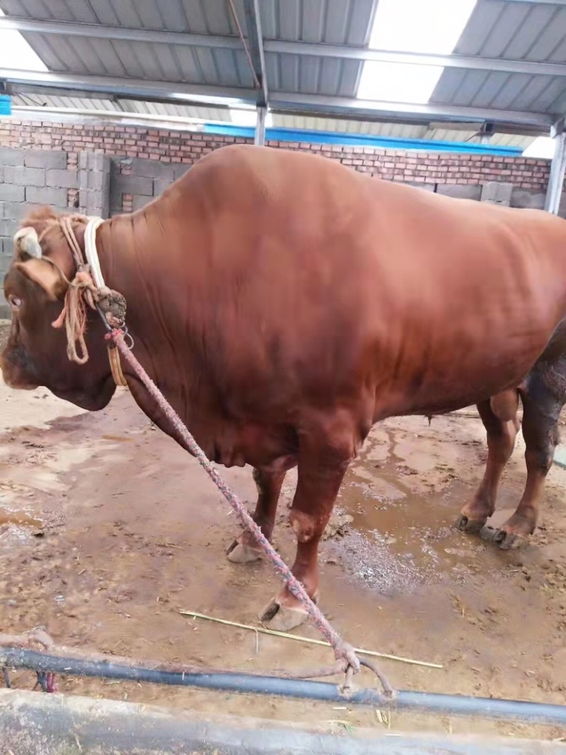 【肉牛】鲁西黄牛现货出售包成活包运输技术指买十送一