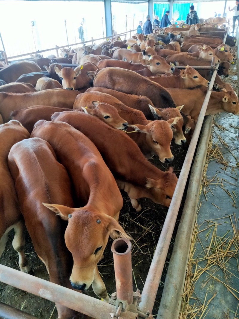 【肉牛】鲁西黄牛现货出售包成活包运输技术指买十送一