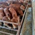 【肉牛】鲁西黄牛现货出售包成活包运输技术指买十送一