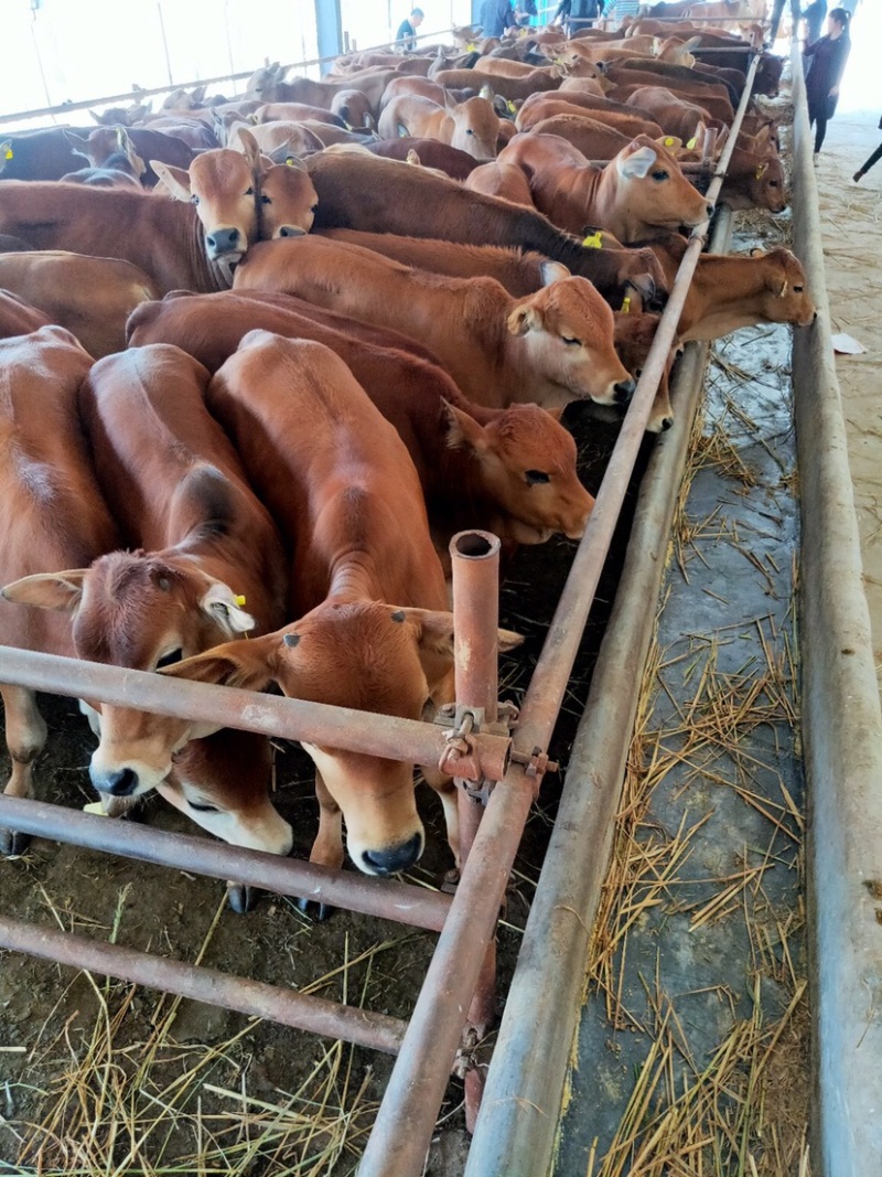 【肉牛】鲁西黄牛现货出售包成活包运输技术指买十送一