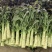 定西红叶莴笋、定西莴笋、定西莴笋面积大、大量上市