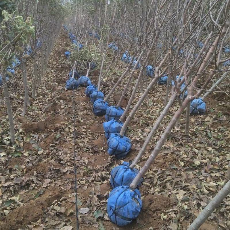 苹果树2-10公分，2-5公分量非常大，