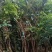 凌霄行道风景公园绿化植树造林占地用苗房地产绿化新农村建设