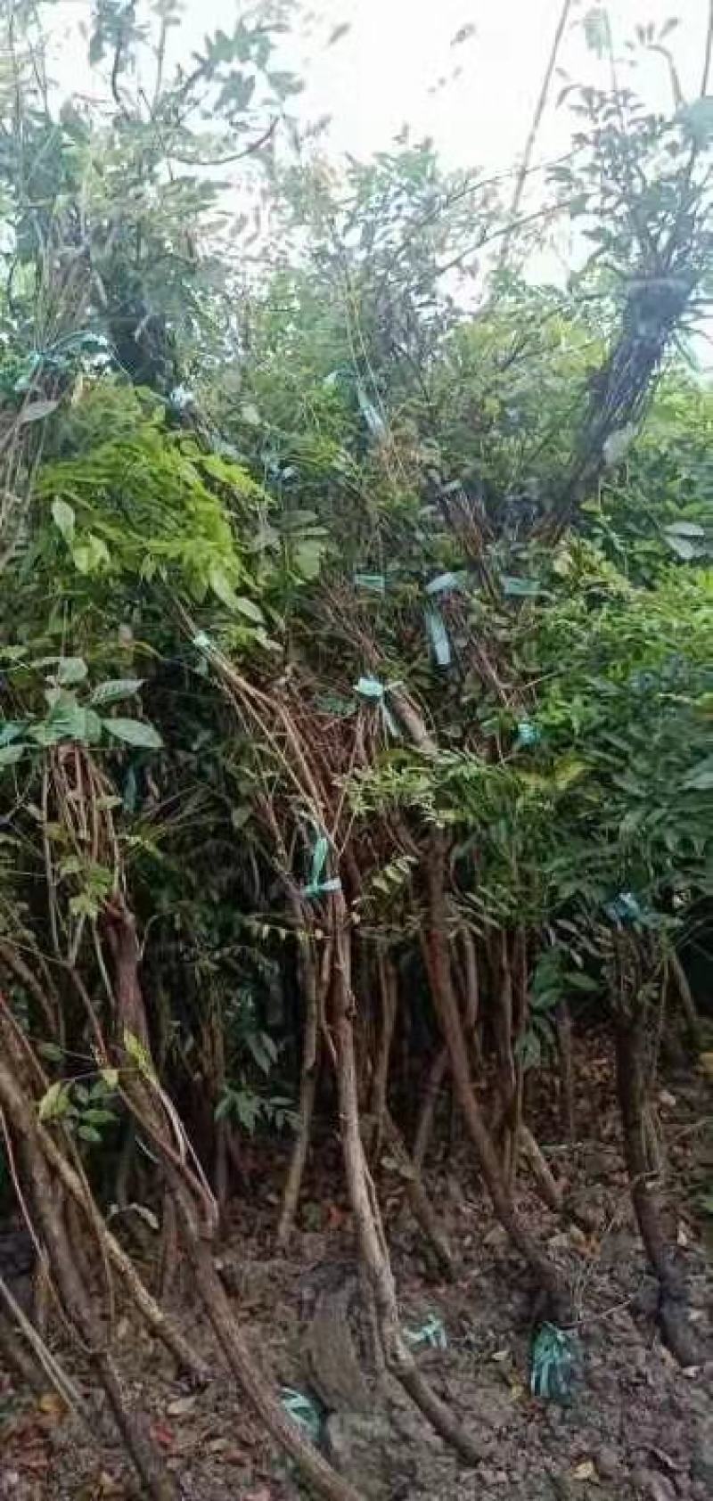 凌霄行道风景公园绿化植树造林占地用苗房地产绿化新农村建设