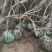 凌霄行道风景公园绿化植树造林占地用苗房地产绿化新农村建设