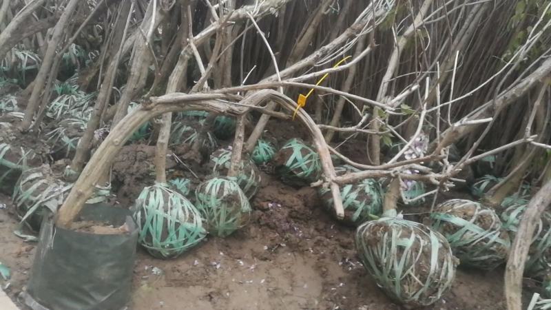 凌霄行道风景公园绿化植树造林占地用苗房地产绿化新农村建设
