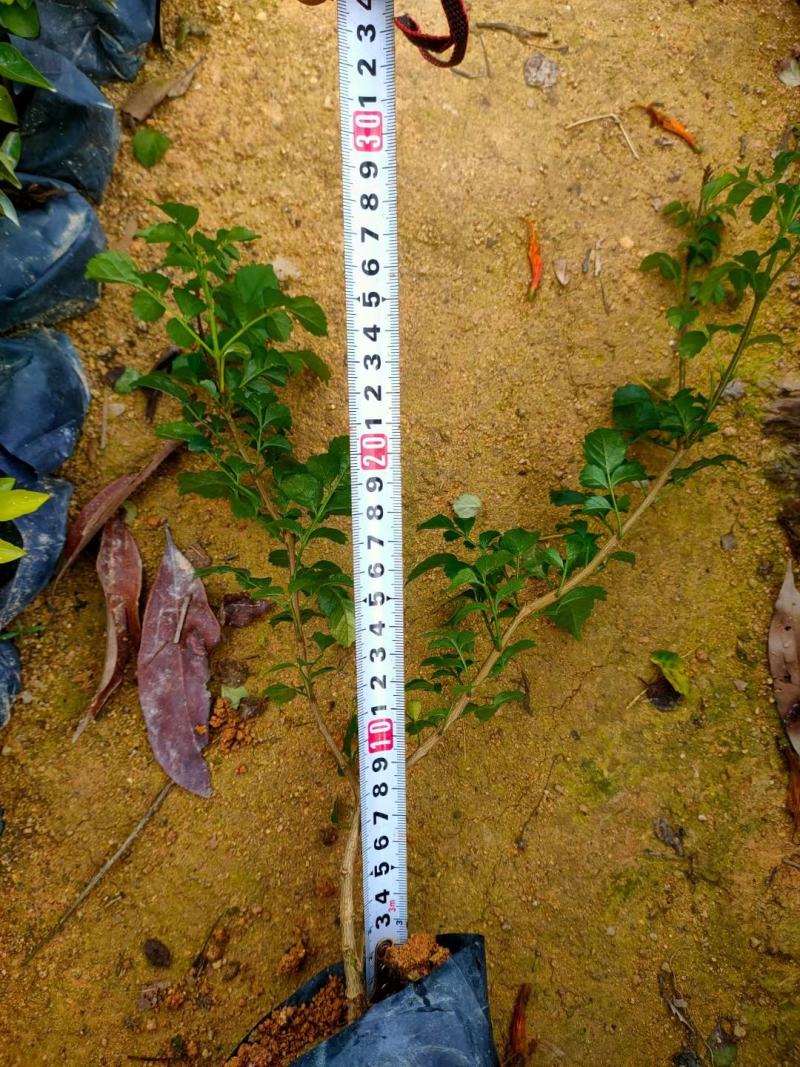 凌霄行道风景公园绿化植树造林占地用苗房地产绿化新农村建设