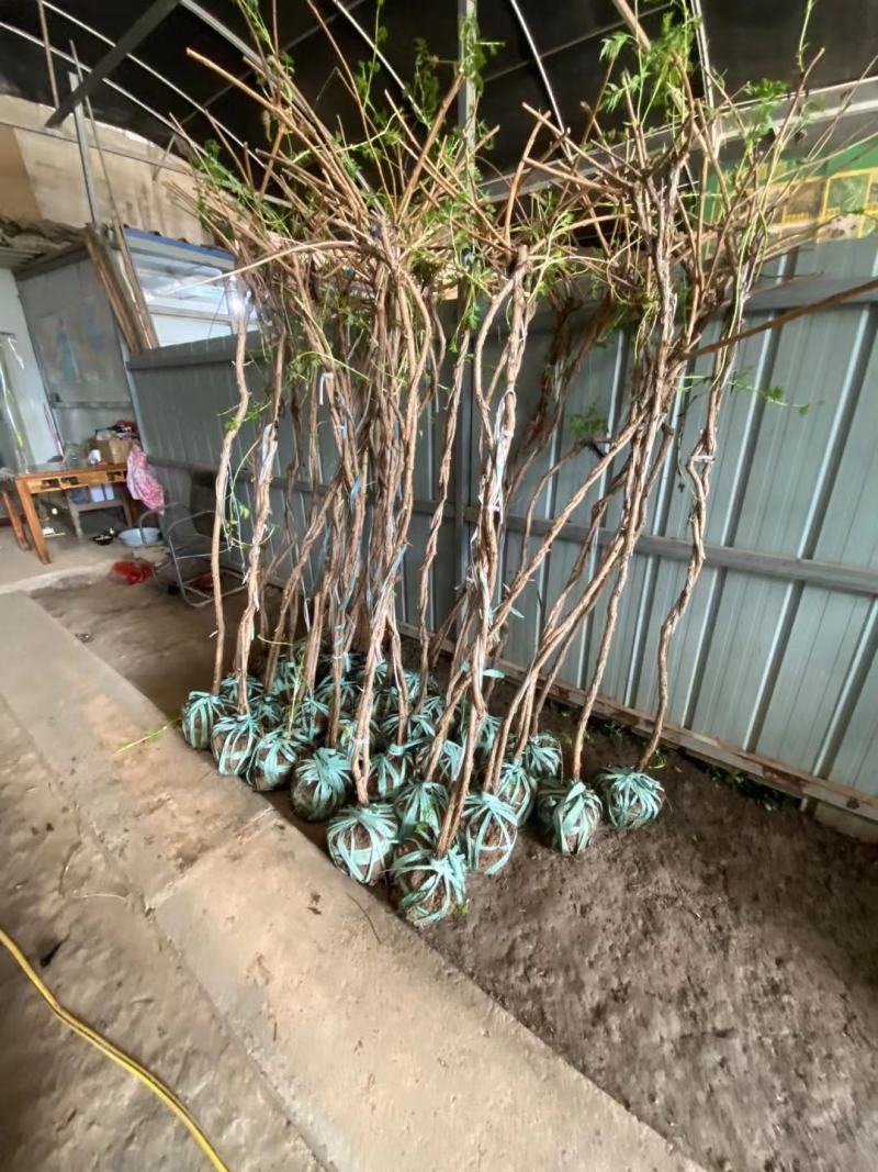 凌霄行道风景公园绿化植树造林占地用苗房地产绿化新农村建设