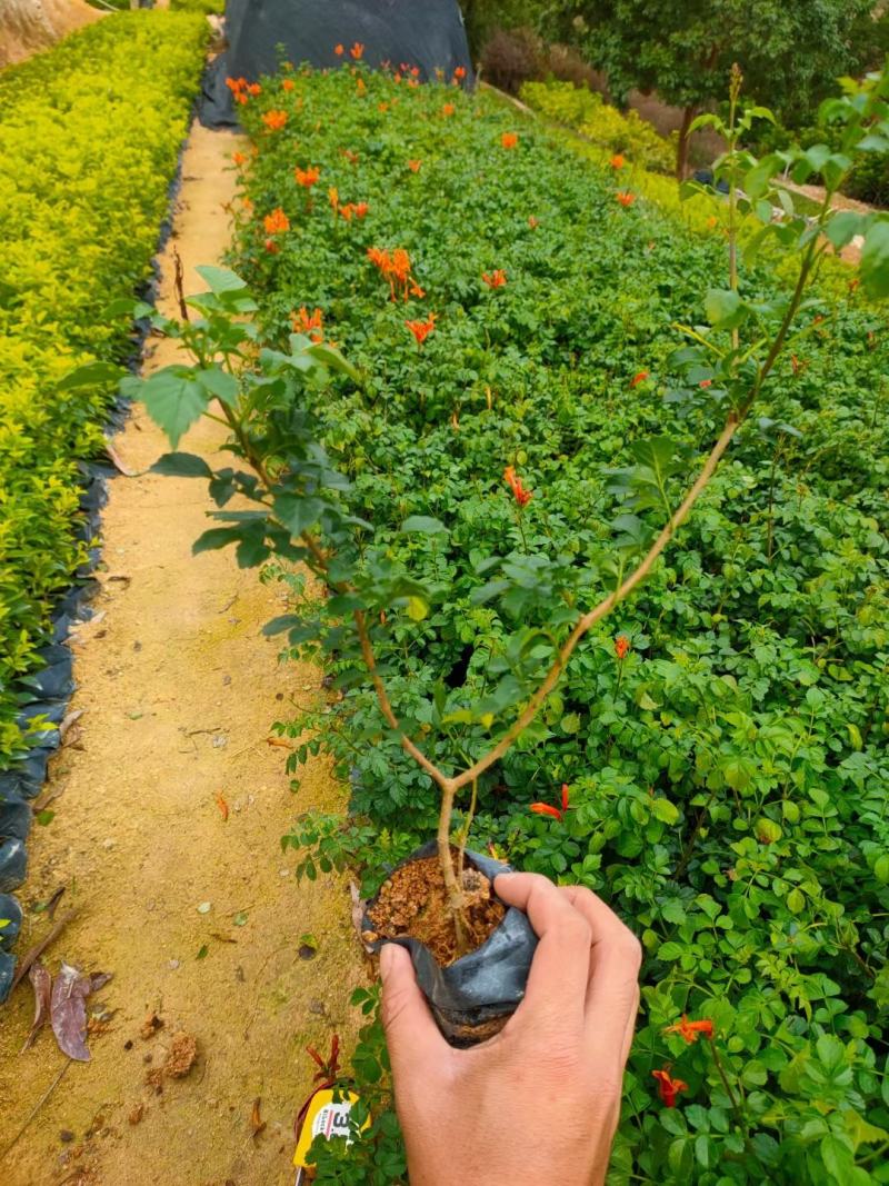 凌霄行道风景公园绿化植树造林占地用苗房地产绿化新农村建设