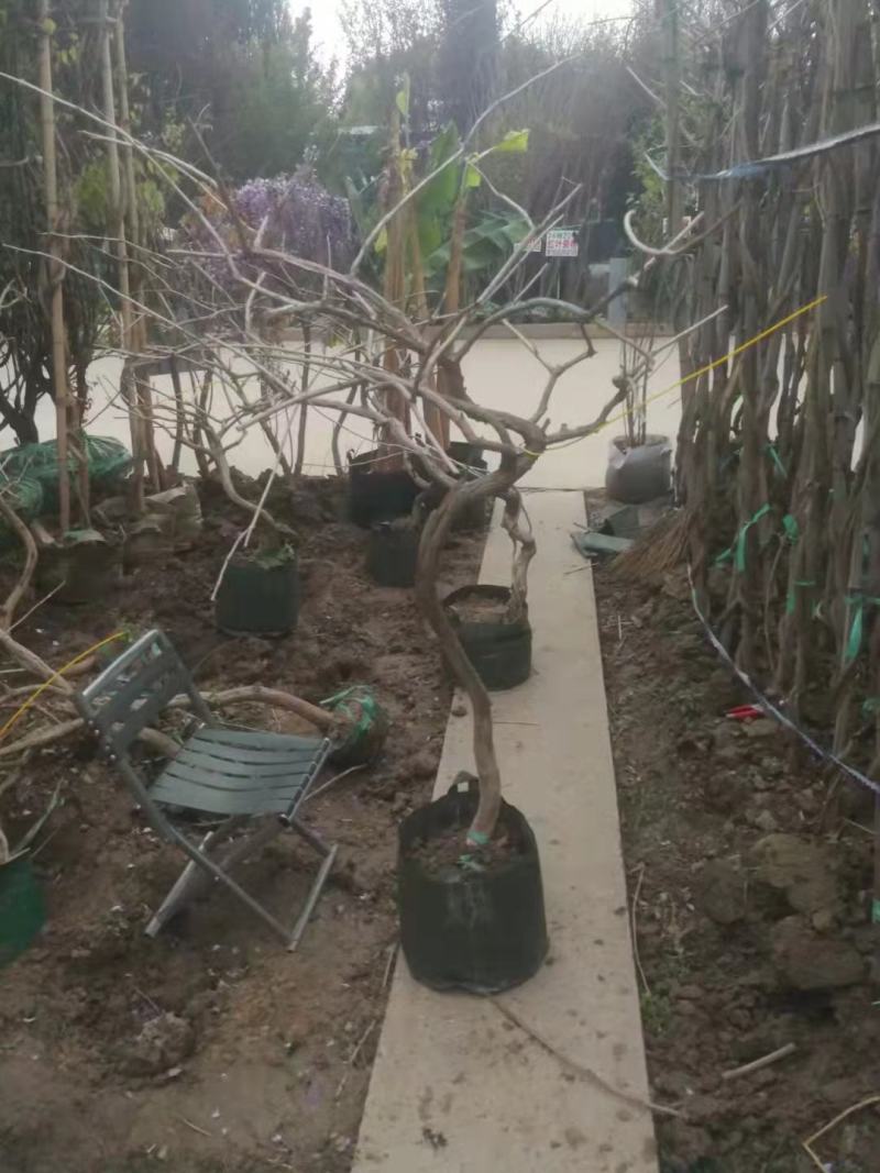 凌霄行道风景公园绿化植树造林占地用苗房地产绿化新农村建设