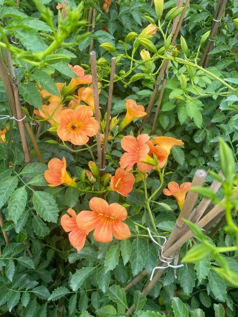 凌霄行道风景公园绿化植树造林占地用苗房地产绿化新农村建设