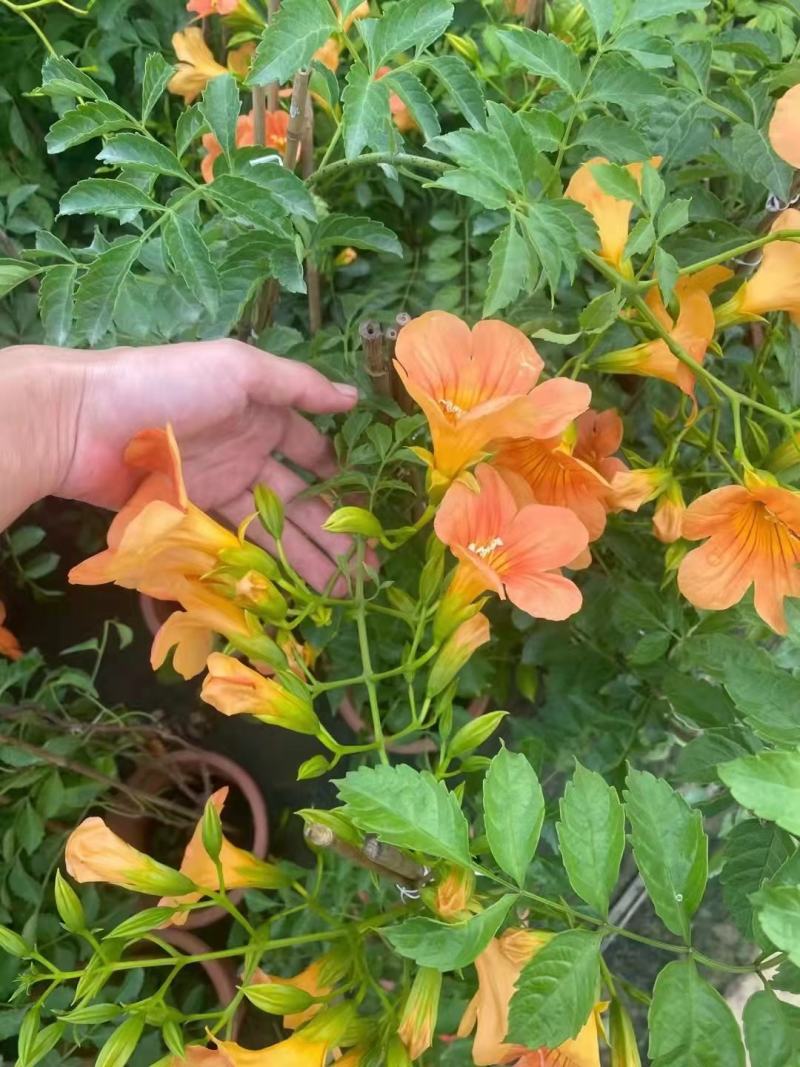 凌霄行道风景公园绿化植树造林占地用苗房地产绿化新农村建设