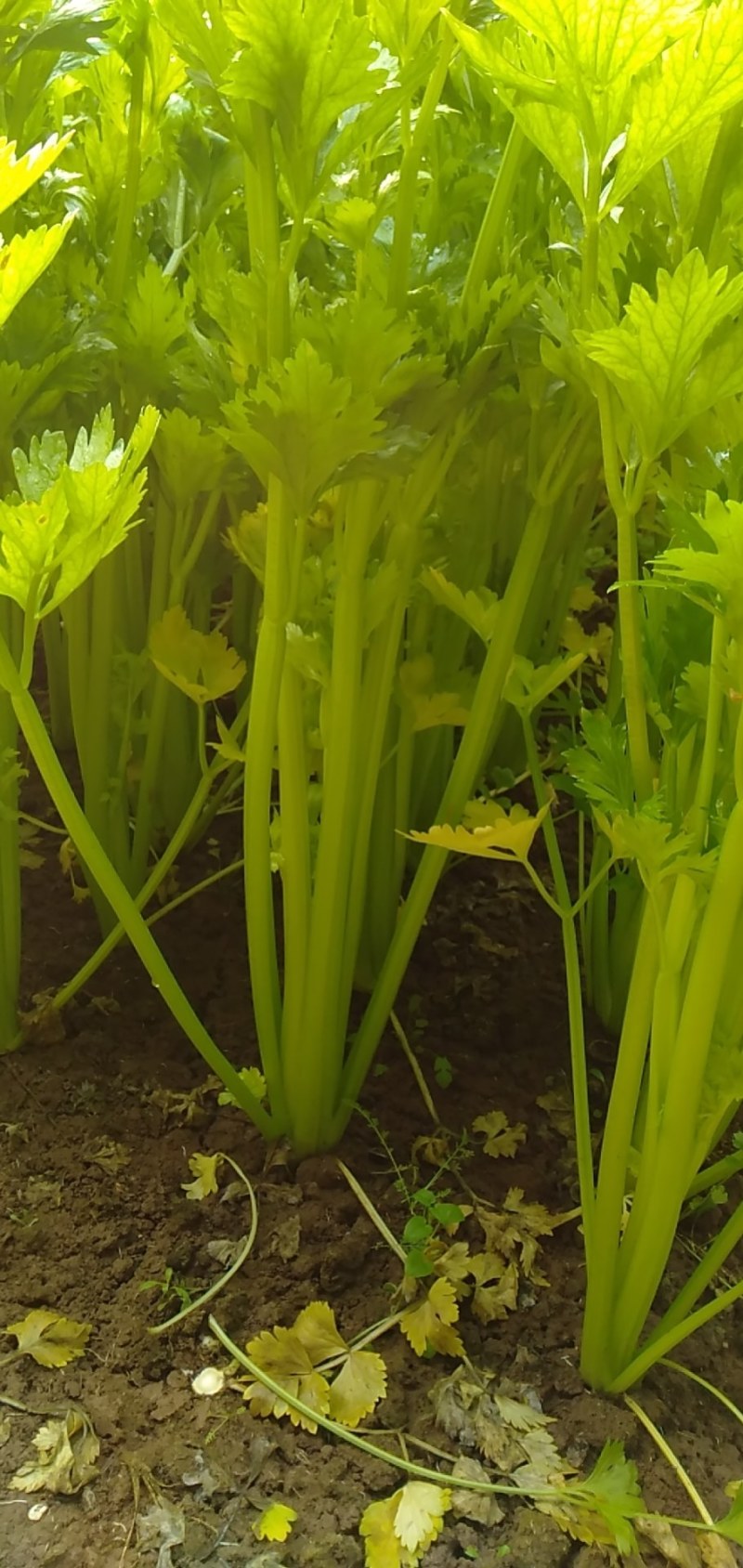 法国皇后西芹