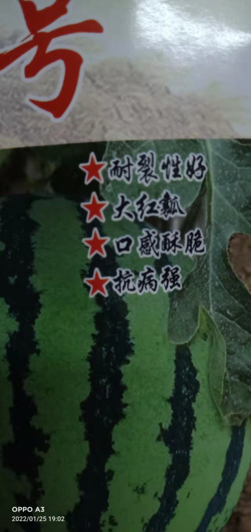 西瓜种子秀都二号（美佳二号）大红瓤瓜个大抗病抗，裂酥脆