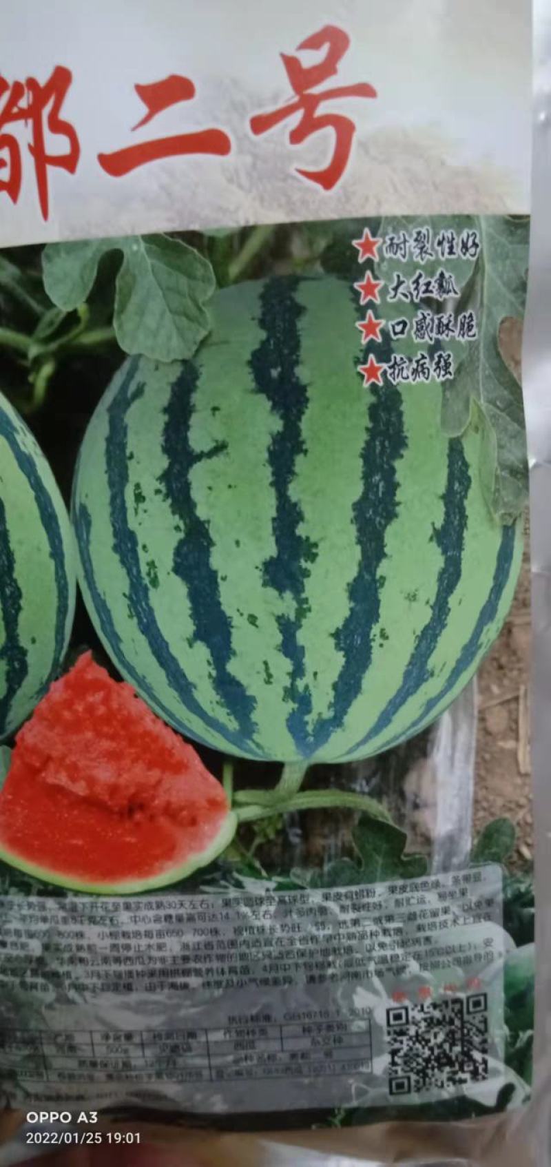 西瓜种子秀都二号（美佳二号）大红瓤瓜个大抗病抗，裂酥脆