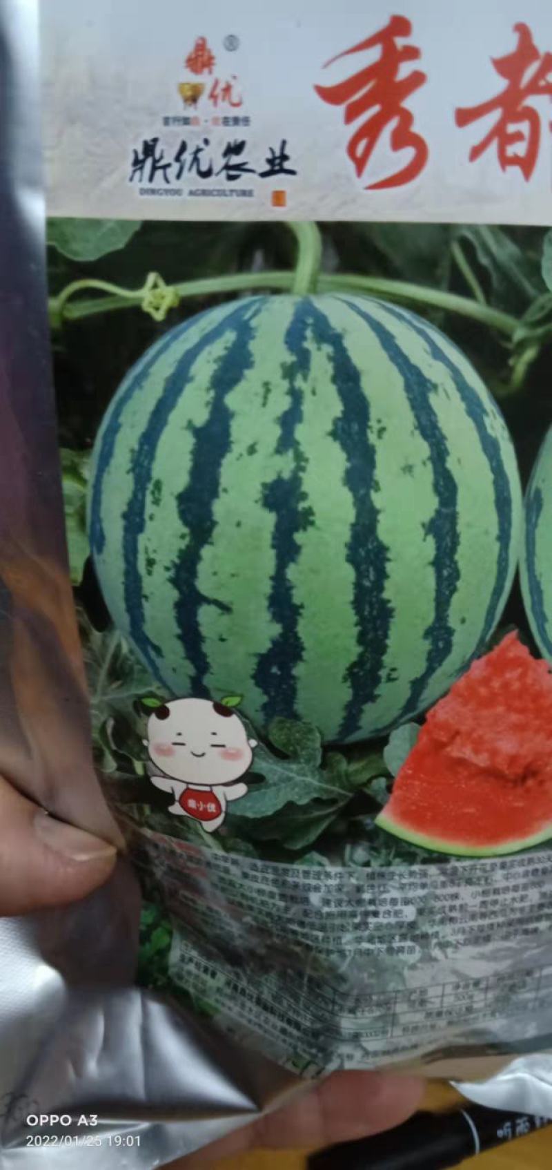 西瓜种子秀都二号（美佳二号）大红瓤瓜个大抗病抗，裂酥脆