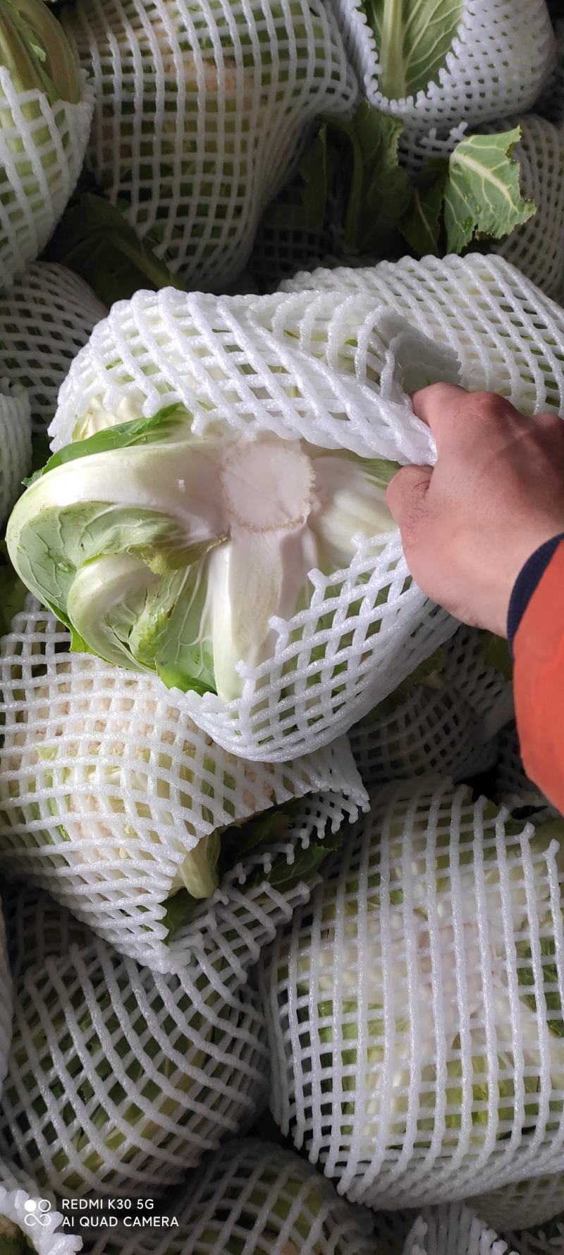 湖北省花菜之乡，小白花，大量上市可供市场加工厂