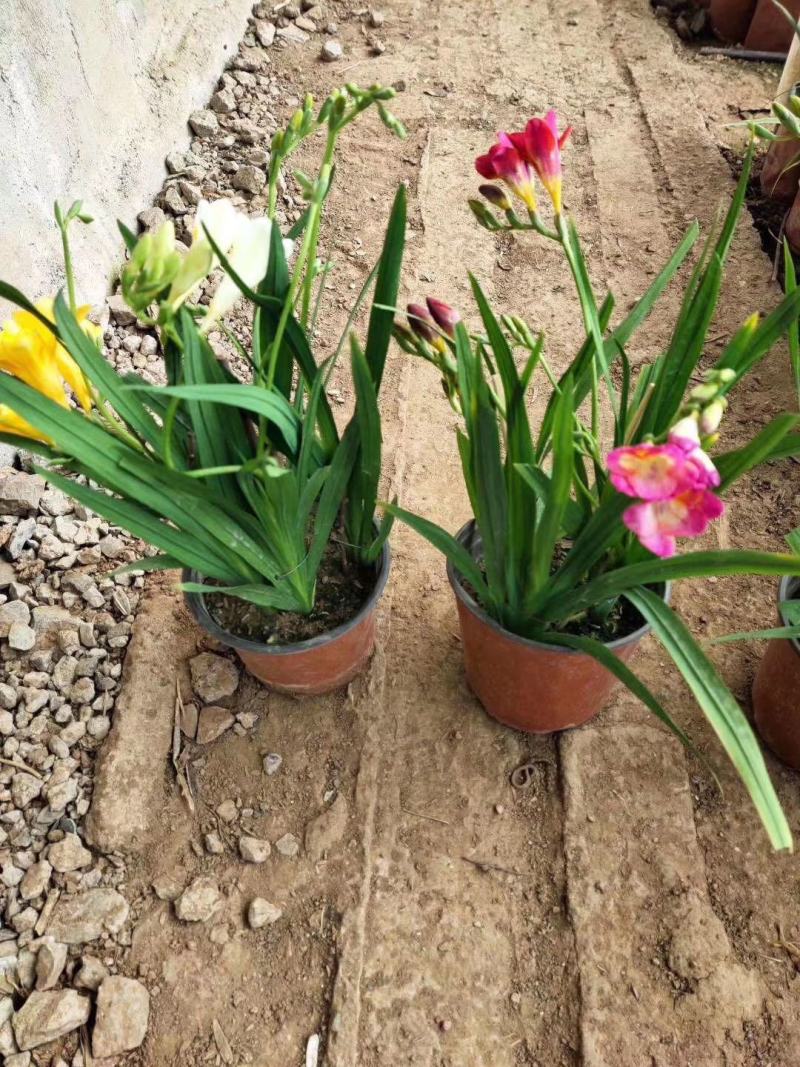花卉盆景香雪兰种植基地香雪兰自产自销香雪兰