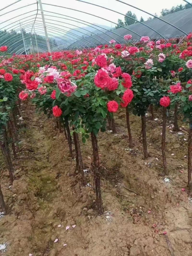 月季新农村建设行道风景公园绿化植树造林占地用苗房地产绿化