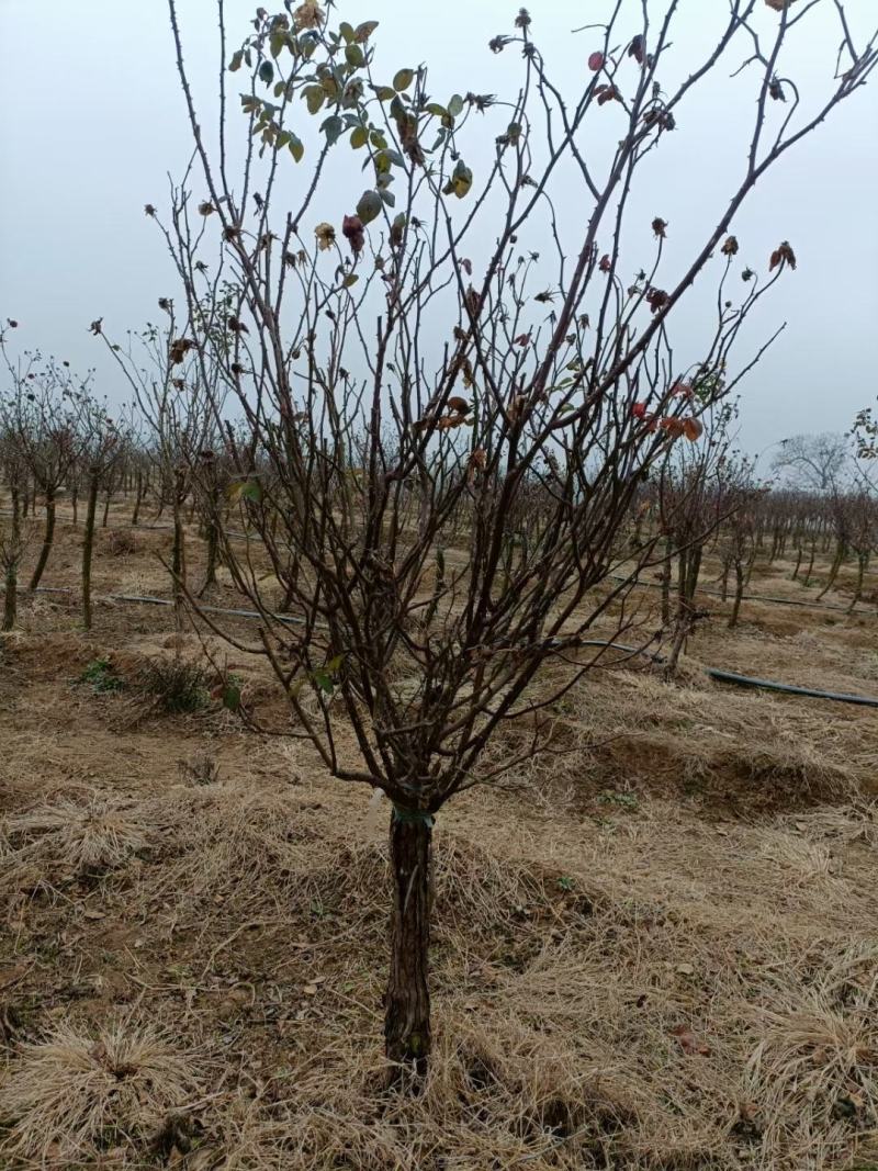月季新农村建设行道风景公园绿化植树造林占地用苗房地产绿化