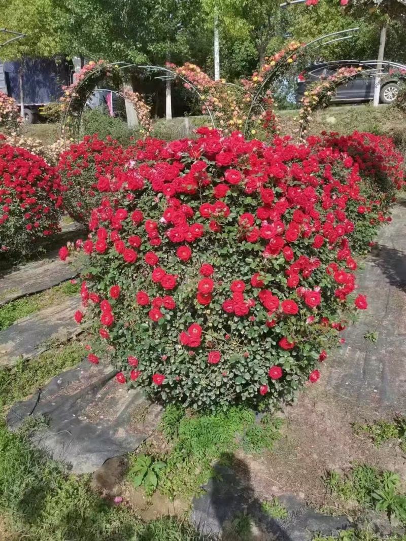 月季新农村建设行道风景公园绿化植树造林占地用苗房地产绿化