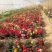月季新农村建设行道风景公园绿化植树造林占地用苗房地产绿化