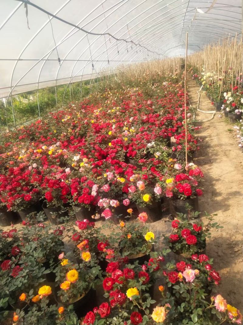 月季新农村建设行道风景公园绿化植树造林占地用苗房地产绿化
