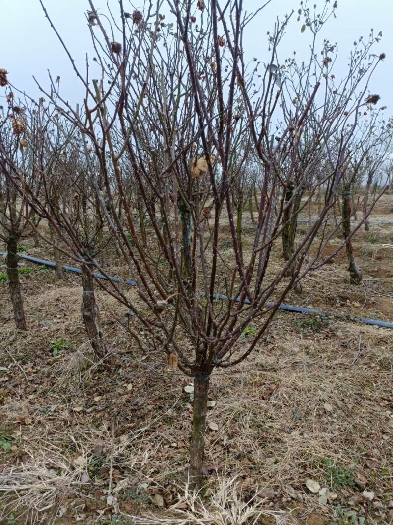 月季新农村建设行道风景公园绿化植树造林占地用苗房地产绿化