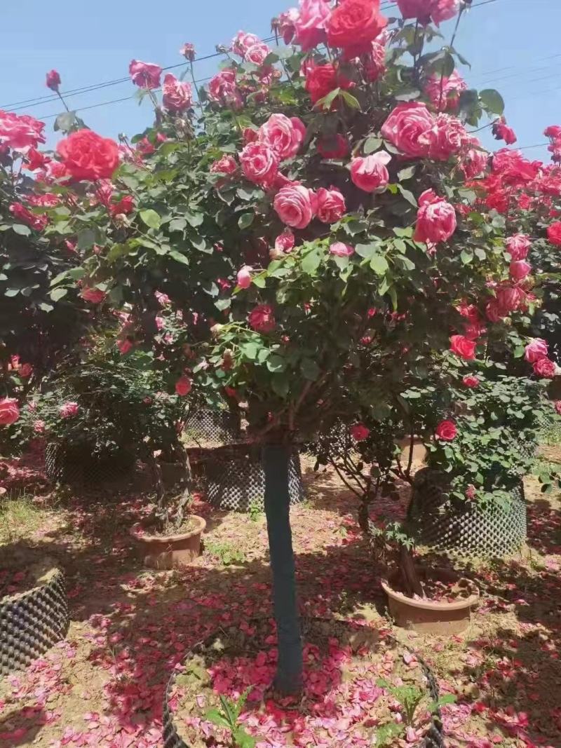 月季新农村建设行道风景公园绿化植树造林占地用苗房地产绿化