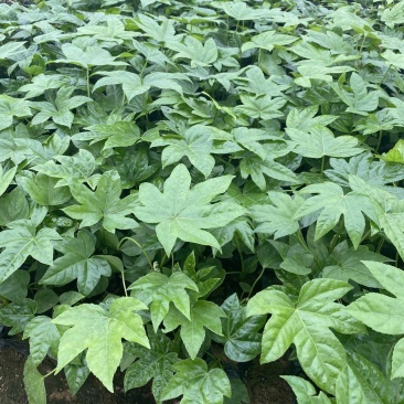 八角金盘种植基地八角金盘一手货源八角金盘