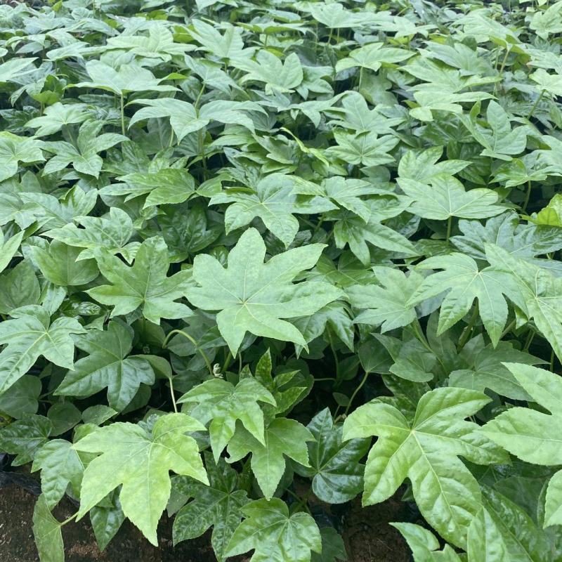 八角金盘种植基地八角金盘一手货源八角金盘