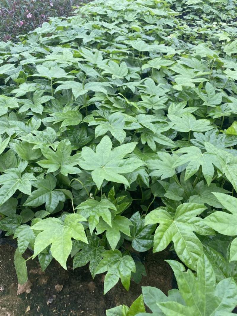 八角金盘种植基地八角金盘一手货源八角金盘