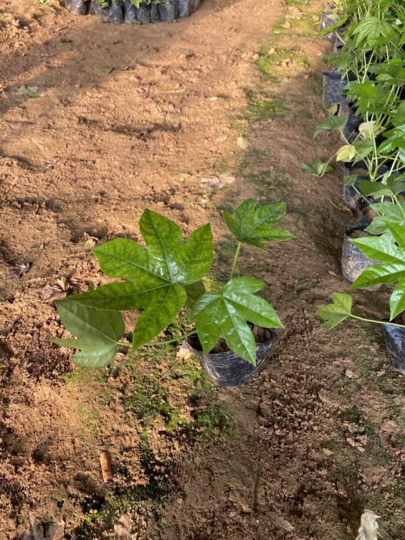 八角金盘种植基地八角金盘一手货源八角金盘