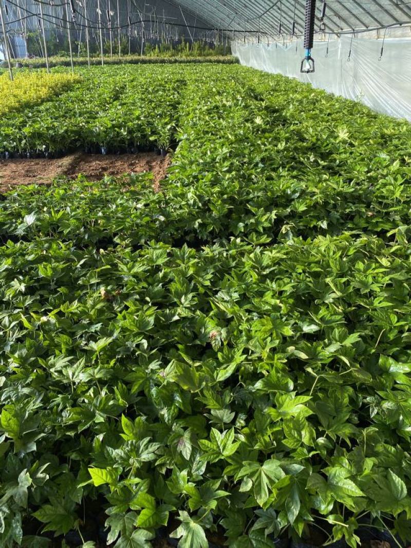 八角金盘种植基地八角金盘一手货源八角金盘