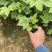 八角金盘种植基地八角金盘一手货源八角金盘