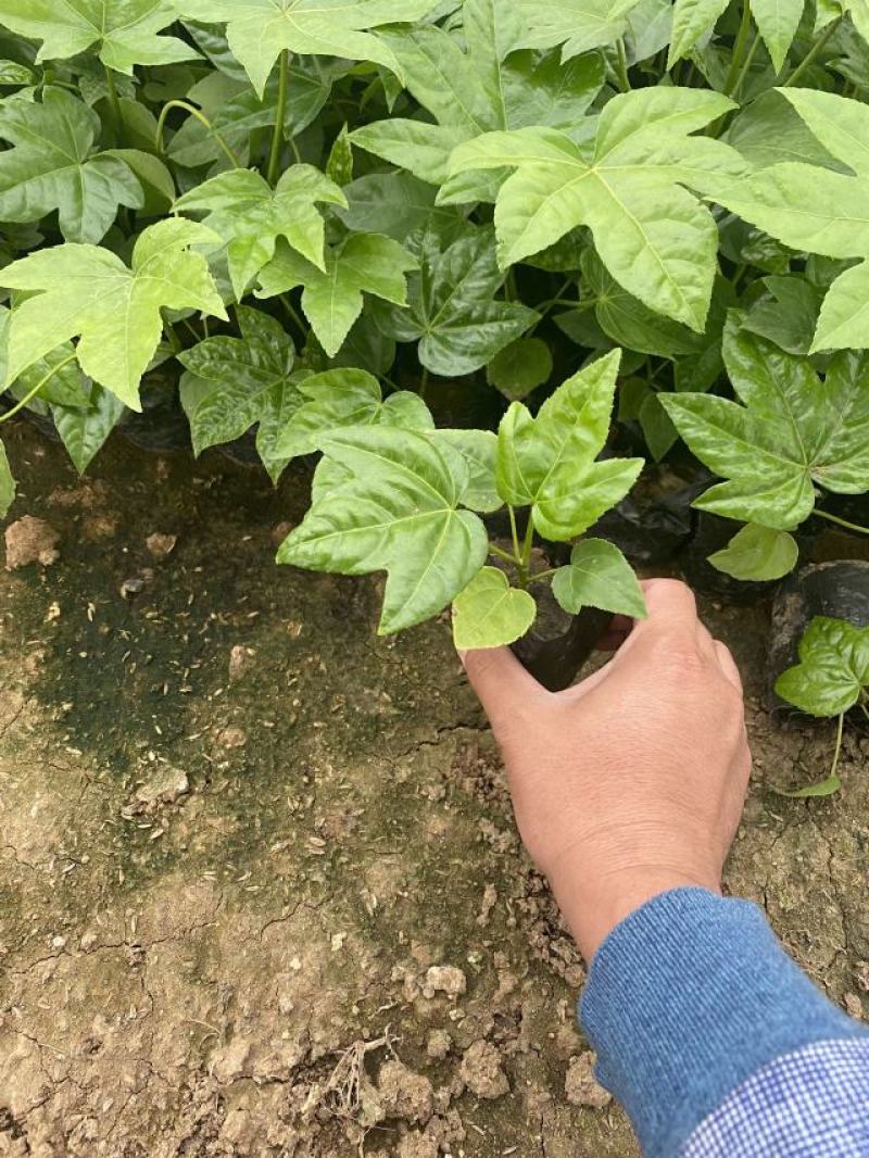 八角金盘种植基地八角金盘一手货源八角金盘